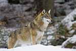 Wolf - Bayerischer Wald